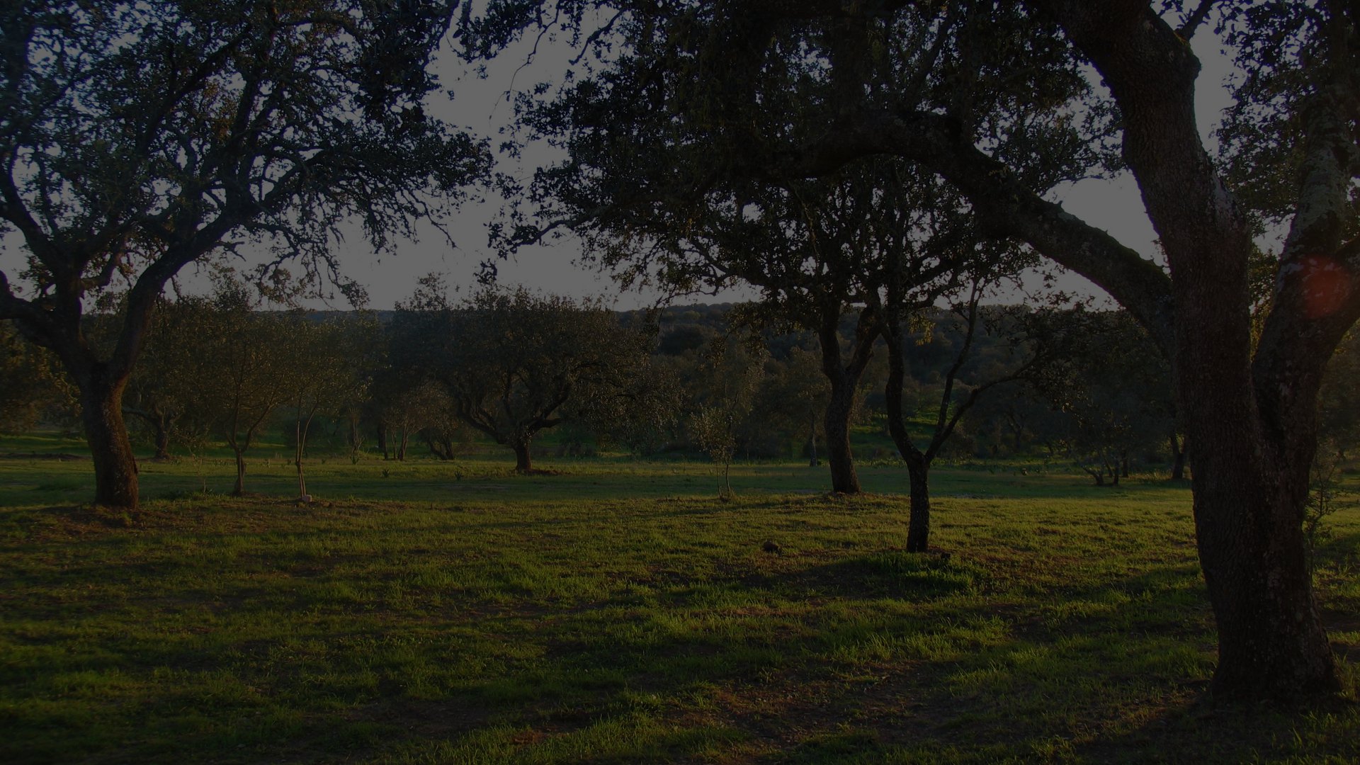 Camping Puro Alentejo — photo 2